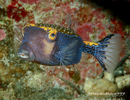 Boxfish swimming at an ocean reef. It has a flattened back, squared sides and a low slung mouth. Its eyes sit high on its head and it is colored blue, brown, yellow and gray with white spots on its back and sides. 
