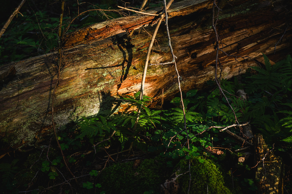 A photograph of a small patch of the forest floor. There is a quite large dead tree trunk, partly decayed and covered partly with some lichen, lying diagonally from the lower left to the upper right.
In front and back of the trunk are some green ferns and moss, and a multitude of dead branches and twigs.

The late evening sun is shining from the lower right, illuminating some of the ferns in the front and the middle part of the tree trunk.