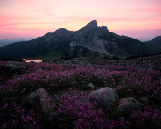 An image of BlackTusk peak from Panorama Ridge in Garibaldi Park. The link mountain flowers blanket the foreground, with granite boulders in between. The sky is lit up pink and purple as the sun sets to the left of the image.