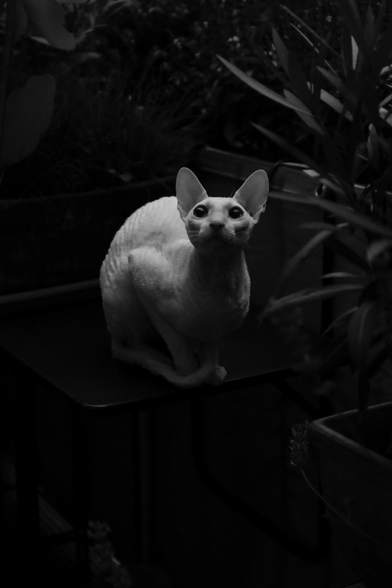 High ISO digital monochrome photo of Pushok, a white cat with short fur and large ears, perched on a dark table amidst potted plants. The image has high contrast, with Pushok’s pale form glowing softly against the dark background. It is late afternoon, and the fading light casts weak light across the scene. Pushok sits alert, looking past the camera with wide, attentive eyes. (Photo by me.)