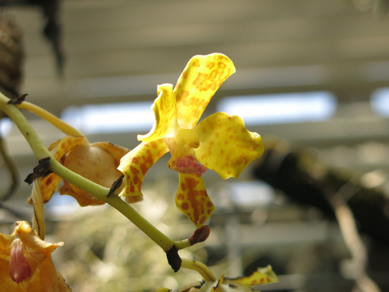 Phalaenopsis hygrochila
胡蝶蘭の仲間　黄色くて花のサイズはやや小さい