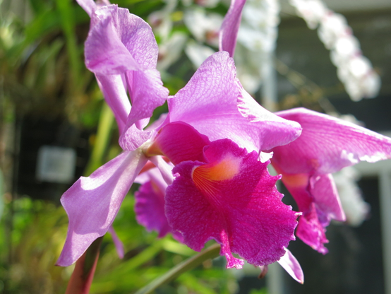 Cattleya warscewiczii
赤紫色のカトレヤ