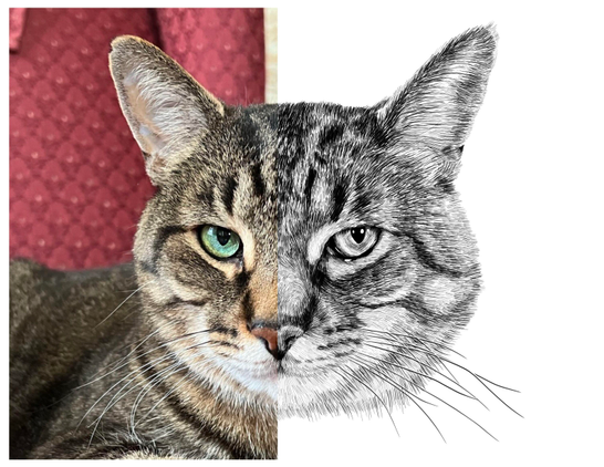 Black and white drawing of a cat named PurrC, with the left half of the image being the reference.