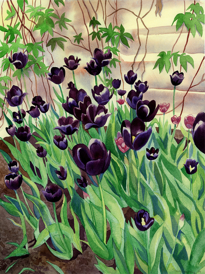 A watercolour painting of a bunch of tulips so dark they are almost black blooms against a wall with climbing vines growing up it.