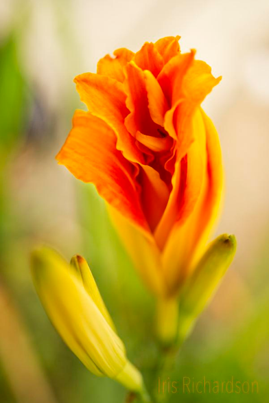 Asian Orange Lily macro photograph 
