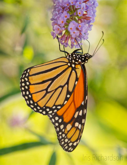 Monarch butterfly on a purple butterfly bush flower macro photograph