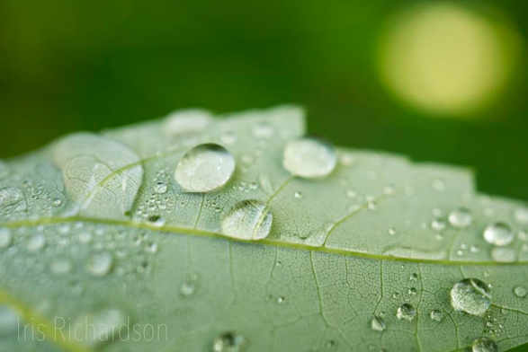 A upside down leaf covered in raindrops with a sun speck above it making it looks like a nature landscape macro photograph