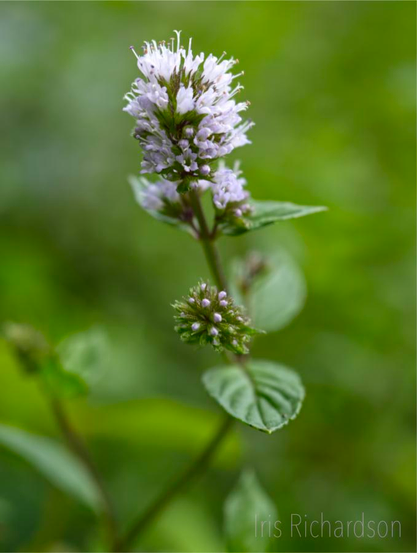 Flowering mint with purple flowers and green background macro photograph