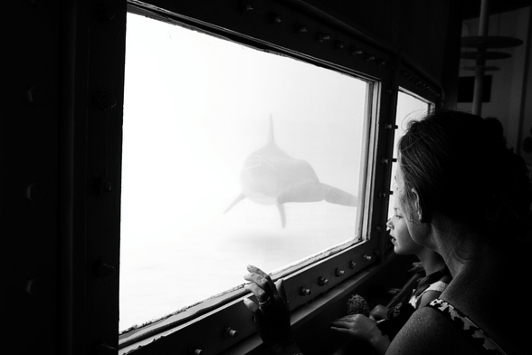 A child and an adult gaze through the aquarium window at a distant dolphin gliding through misty waters, evoking curiosity and wonder.