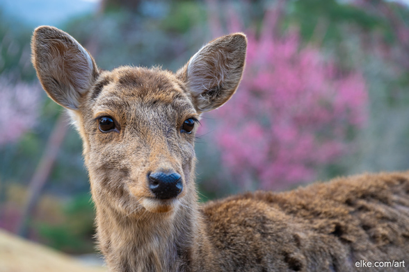 This close-up portrait captures the gentle beauty of a wild deer in Nara, Japan, set against a backdrop of vibrant spring blossoms.

The animal’s calm, inquisitive gaze meets the viewer with serene confidence, framed by soft brown fur and alert ears. Behind it, the blurred pink and green hues evoke the freshness of the cherry blossom season, adding a dreamy, tranquil atmosphere to the composition.

A perfect nature photograph that brings a sense of calm and connection with the wild—ideal for bedrooms, reading nooks, or meditation spaces.

Ideal for lovers of Japanese culture, animal photography, and tranquil springtime scenes.