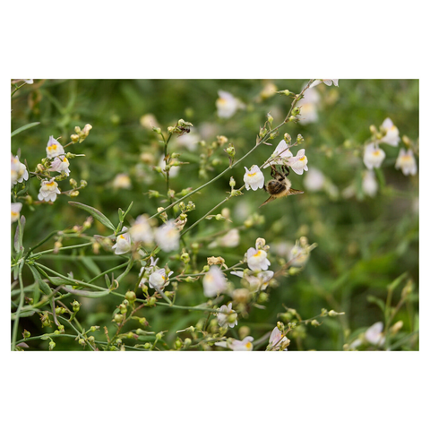 Closeup of a field of white wildflowers. In the center-right, a chonky bumblebee, seen from behind, is hanging upside down from one of the flowers.