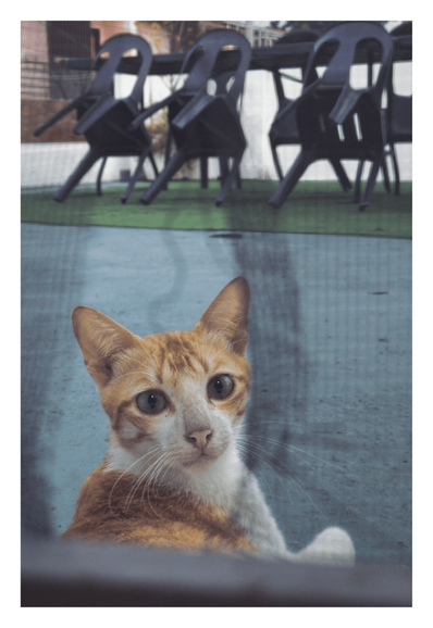 A close-up photo of a curious ginger and white cat with large, attentive green eyes, peeking into the frame. The cat is in sharp focus, while the background shows a blurry, out-of-focus view of stacked black plastic chairs on an outdoor patio.