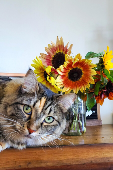 A close-up of a fluffy Torbie cat with green eyes and an orange streak on its forehead, lying on a wooden surface in front of a glass jar filled with vibrant sunflowers in shades of yellow and orange.