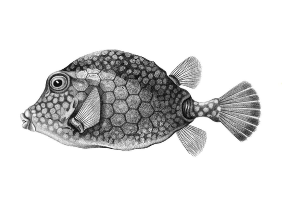Aquatint depicting a smooth trunkfish (Rhinesomus triqueter), seen from the side and facing left. The smooth trunkfish is a fish in the family Ostraciidae, commonly found on coral reefs where its bony carapace and its ability to release toxins when excited protect it from predators.