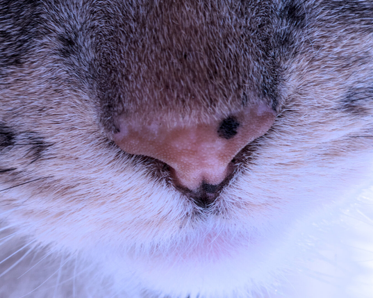 A macro photo of a cat's nose, pink with a small dark beauty spot