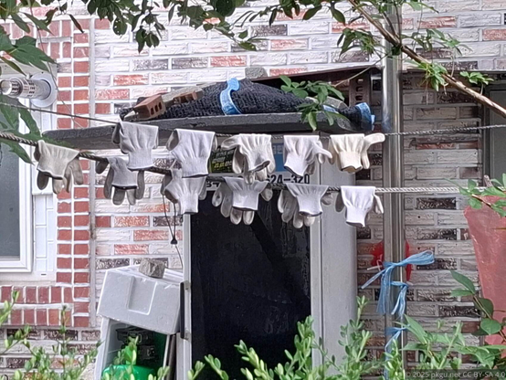 Washed work gloves are hung up to dry.