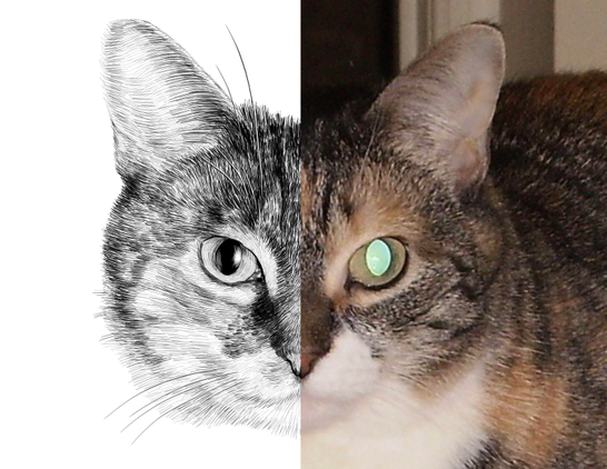 Black and white drawing of a cat named April, with the right half of the image being the reference.