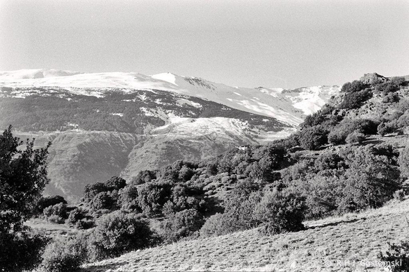 Black and white photo of snow-capped Sierra Nevada mountains. Rolling hills with vegetation and trees in the foreground.