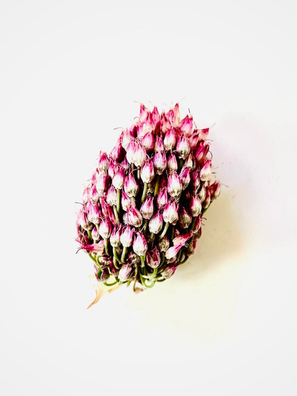 A colour photograph of a garlic flower head. 