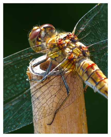 Kopf, Thorax und Flügel einer Libelle.