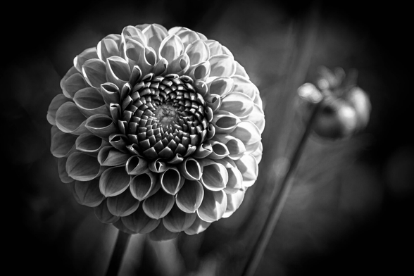 Photo in black and white. On the left of the photo is a large, spherical dahlia. The sun illuminates the right part most. The petals are beautifully highlighted by the shadows and light. On the right is a faint stem with a bud. The background is black.