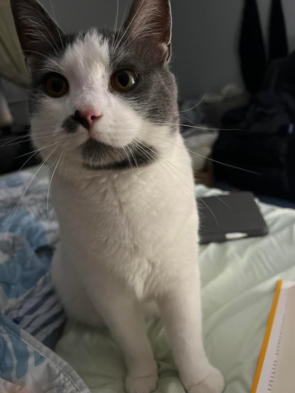 Cat, white with grey ears and a spot by his nose. He's got a marking on his chin that makes it look like he's got a beard. He's looking up towards the camera, at attention. He's a handsome cat.
