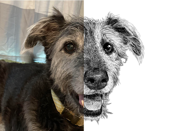 Black and white drawing of a dog named Kal, with the left half of the image being the reference.