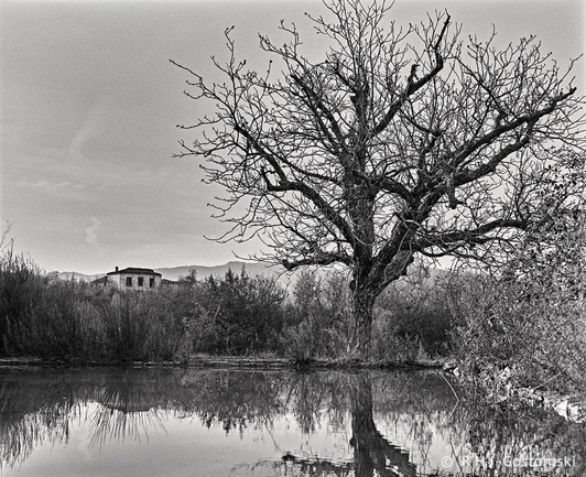A black and white photo of a leafless tree by an alberca, reflecting in the calm water. An abandoned cortijo is in the distance, with hills beyond