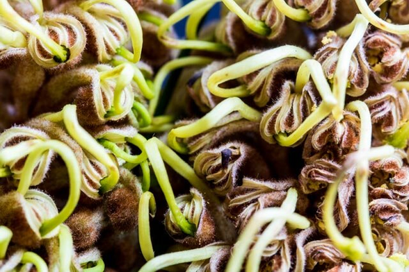 A macro photo of a Grevillea. It looks most like a pile of sprouted seeds. White, green, crooked stems with brown in between.