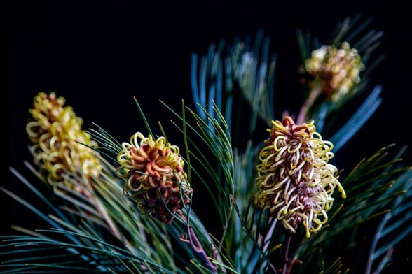 A cluster of Grevilleas against a black background. The stems are surrounded by blue-green, grassy leaves. The flowers are elongated like think pipe cleaners, dotted with round, yellow-green circles