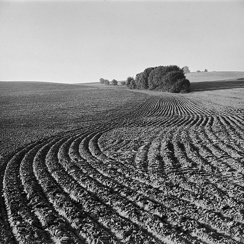 A freshly ploughed field stretches gently across the rolling hills, its furrowed lines bending harmoniously towards a distant line of trees. Morning light plays across the landscape, accentuating the rhythmic texture of the earth. The landscape feels vast and serene, touched by the quiet beauty of rural simplicity.