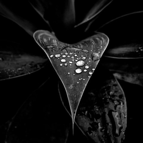 Ein Blatt auf dem einzelne Wassertropfen liegen. Im Hintergrund sind andere Blätter zu sehen. Das Foto ist in Schwarzweiß.