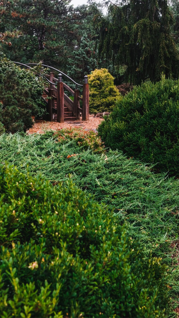 A scene from a Japanese stroll garden. At the foreground and layered towards the background are various different shrubberies. In the top left towards the back of the picture is a beginning of an ornamental bridge. At the top of the photo are trees adding to the diversity of plant life.
