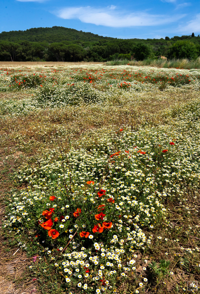 Color photo of a large field carpeted with white chamomile flowers and dotted with clusters of red poppies. In the background are low, tree-covered hills. 