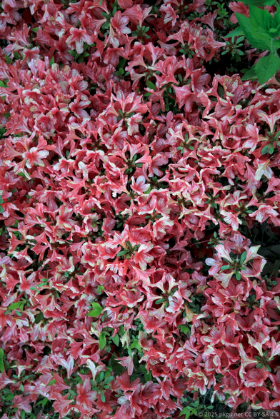 Many small red flowers.