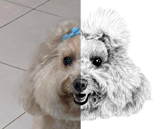 Black and white drawing of a poodle named Bailey, with the left half of the image being the reference.