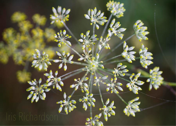 Fennel Flower in Seed with fine Spiderweb Threat macro photography