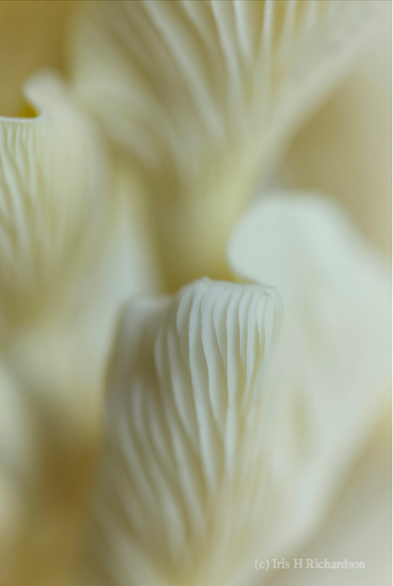 Buttery yellow oyster mushroom macro photograph. Artist Iris Richardson, Gallery Pictorem