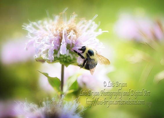 "Wild Honey" ... on visit to Blue Knob last week we passed a field of wildflowers ... what fun to get in there with the Nikon and snap away!!!!  

This one's at me website, here:  https://lois-bryan.pixels.com/featured/wild-honey-lois-bryan.html

And at #FineArtAmerica, here:  https://fineartamerica.com/featured/wild-honey-lois-bryan.html

#bee #wildflowers #beebalm #bergamot #summer #honeybee #photography #LoisBryan 