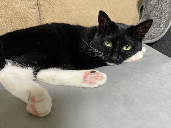 A black and white cat is lounging on a gray cushion, resting its head on its paws. The cat has yellow eyes and white paws with pink pads. A beige fabric background is partially visible.