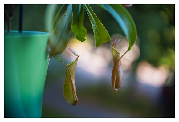 Zwei Kannen einer Kannenpflanze in Nahaufnahme. Der Hintergrund verschwimmt in Bokeh.