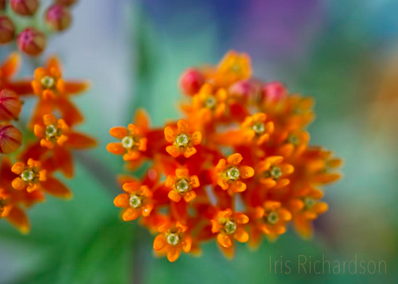 Orange Butterfly Milkweed with raindrops and colorful background macro photograph