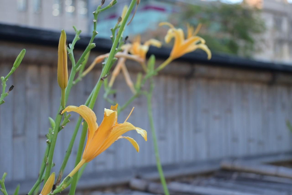 京都市役所の寺町御池角あたりにある和風の花壇で咲いているノカンゾウ。奥に竹製の囲い、更に奥には京都市役所の庁舎がぼやけて写っている。/ 2025.08.14 京都市役所前から