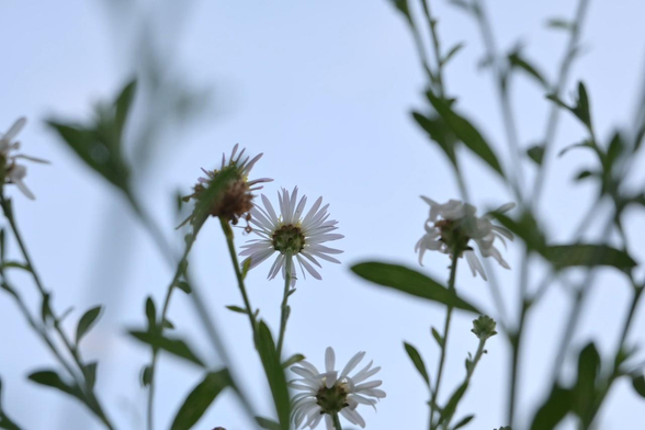 シロヨメナっぽいキク科の花を背面ローアングルから撮影。薄っすら青い日の入り前の空を背景に中央付近の花が上に向かって咲いている。咲き終わりかけの花たちも見える。/ 2025.08.14 市役所前広場から