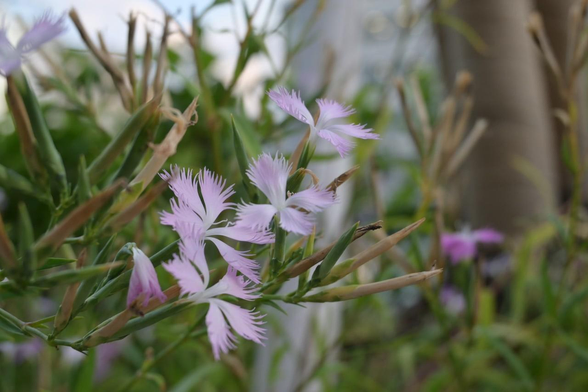白地にピンクを帯びたカワラナデシコ。しばらく前から咲いていたこともあり、終わった花も多い中、画面中央でいくつかの花が咲き誇っている。/ 2025.08.14 市役所前広場から
