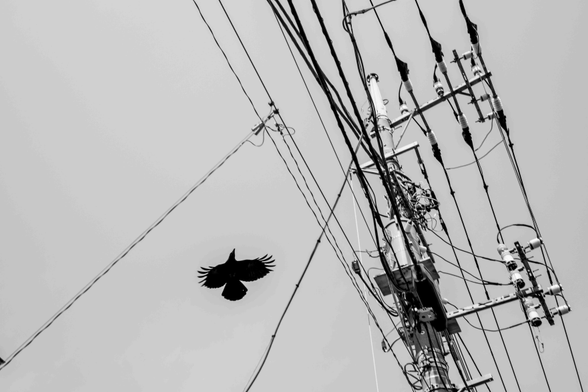 Corb amb les ales esteses volant enmig de cables elèctrics