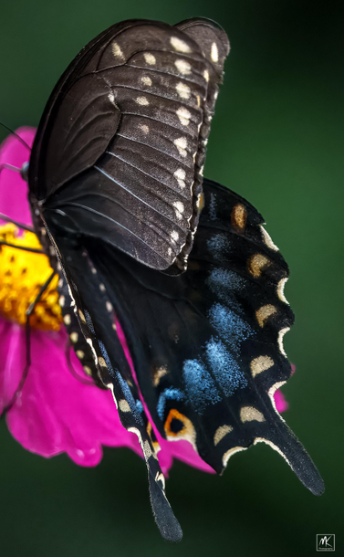 Close up color photo taken from behind of a black swallowtail with closed black wings with blue, yellow, and orange spots. 