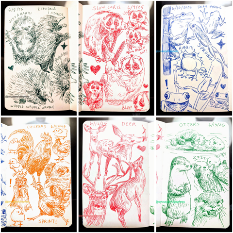 Compilation of 6 photos of sketchbook pages. Top row consists of sketches of echidnas, slow loris and frogs. Bottom row consists of drawings of chickens, deer and otters.
