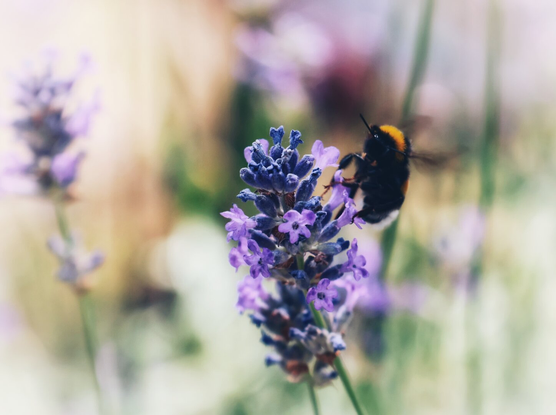 A macro photograph captures a large, fluffy bumblebee with a black and bright yellow body. The bee is positioned on the right, clinging to a stalk of lavender and its tiny purple flowers, which are in sharp focus. The background is a soft, blurry haze of light green, purple, and white, creating a shallow depth of field that makes the subject stand out. The lighting is bright and ethereal.