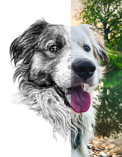 Black and white drawing of a dog named Chip, with the right half of the image being the reference.